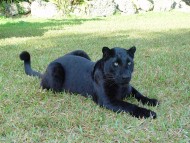 Lying on grass / Panthers