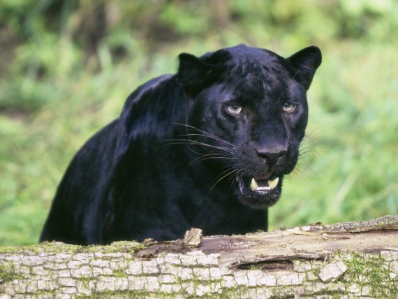 Free Send to Mobile Phone Panthers Animals wallpaper num.226