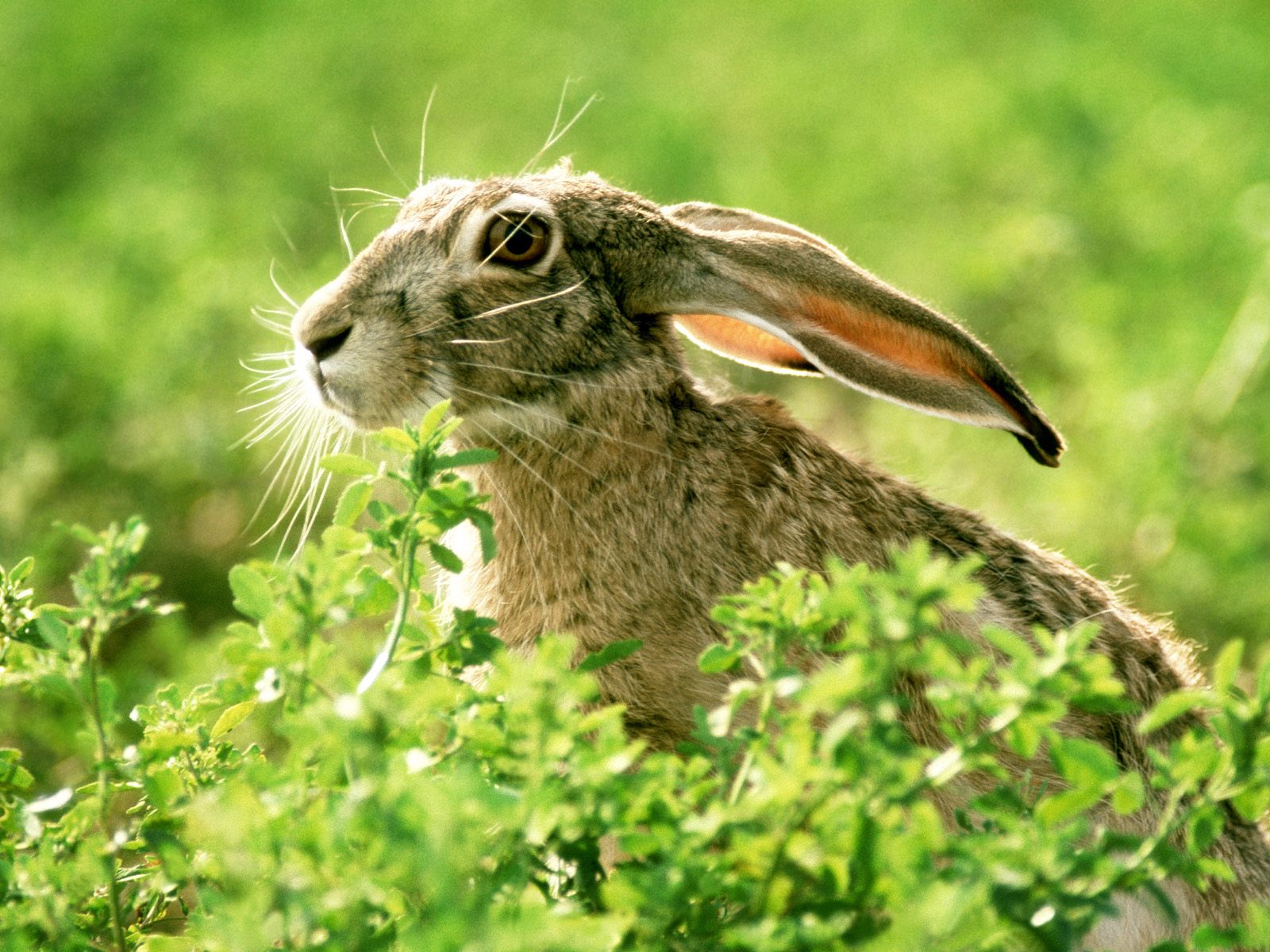Download HQ Rabbits wallpaper / Animals / 1600x1200