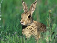 Rabbits / Animals