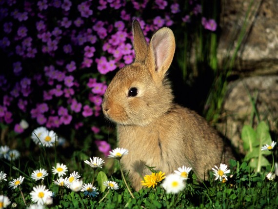 Free Send to Mobile Phone Rabbits Animals wallpaper num.11