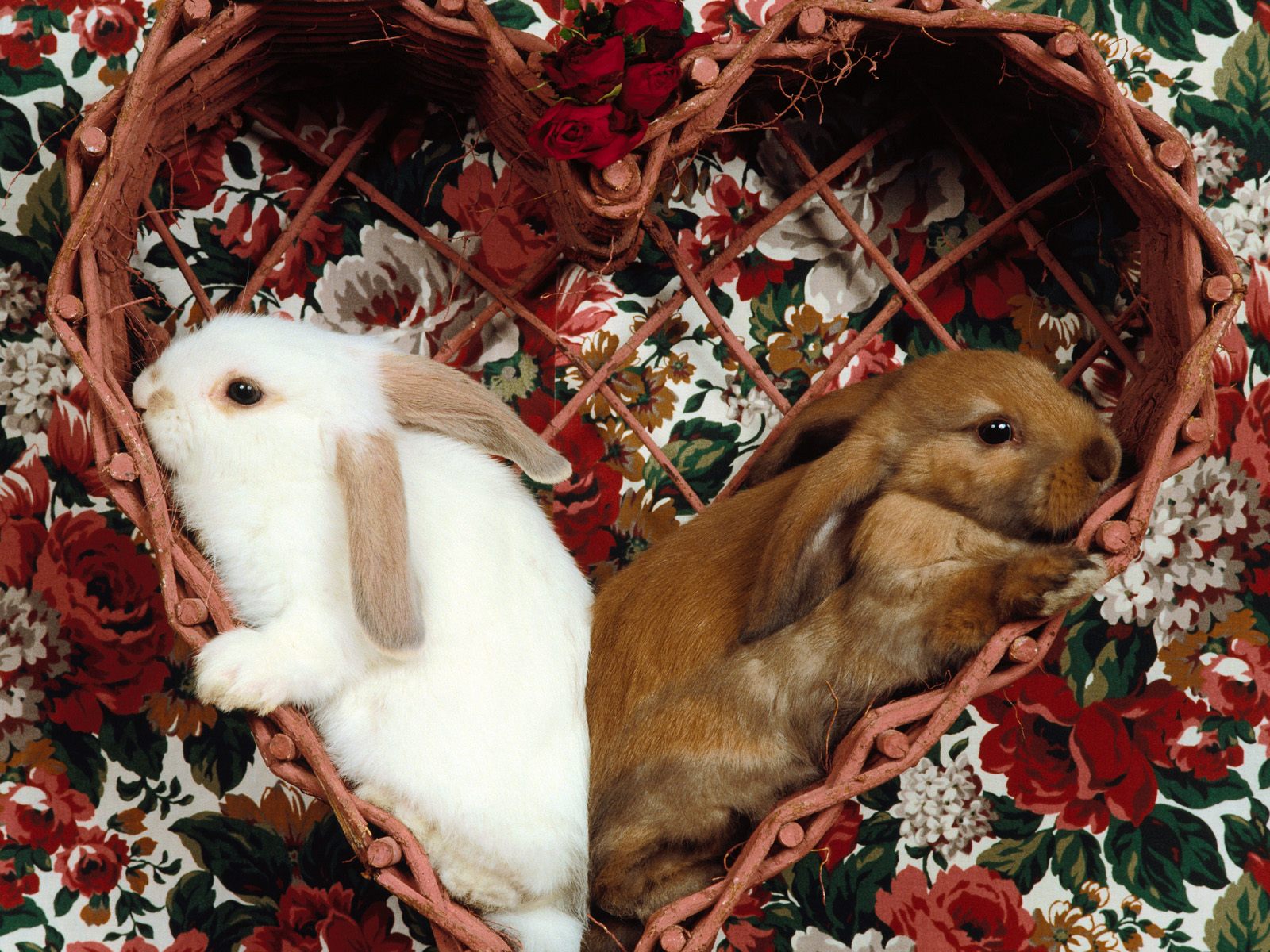 Download High quality Rabbits wallpaper / Animals / 1600x1200