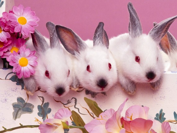 Free Send to Mobile Phone Rabbits Animals wallpaper num.18