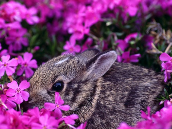 Free Send to Mobile Phone Rabbits Animals wallpaper num.3