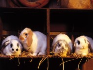 Rabbits / Animals