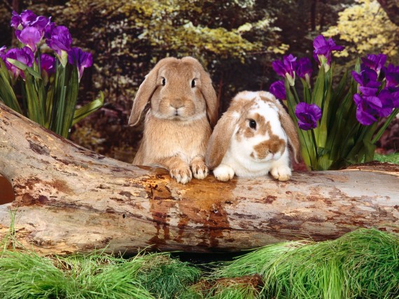 Free Send to Mobile Phone Rabbits Animals wallpaper num.20