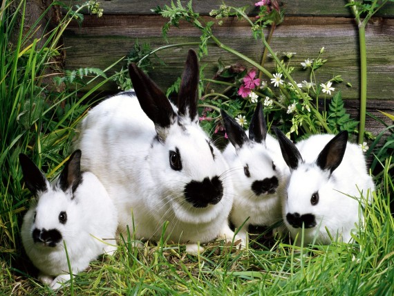 Free Send to Mobile Phone Rabbits Animals wallpaper num.6