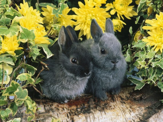 Free Send to Mobile Phone Rabbits Animals wallpaper num.10