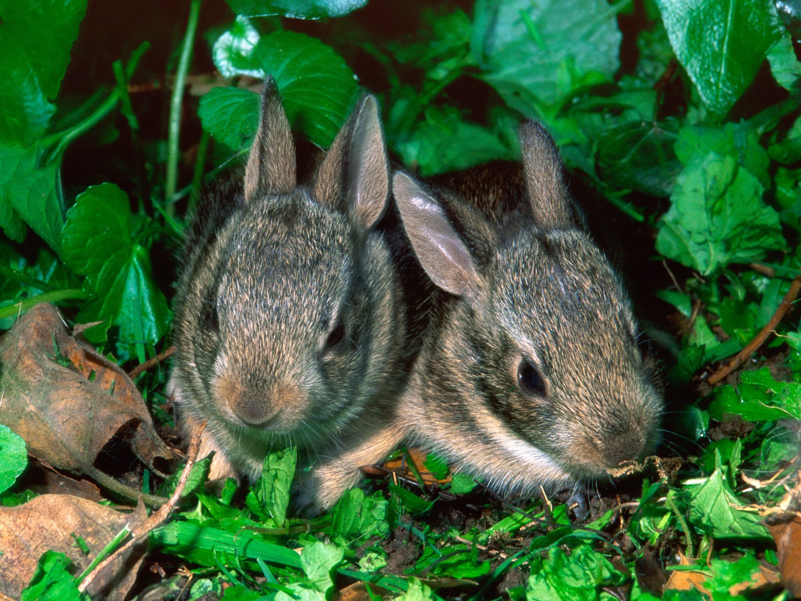 Download HQ Rabbits wallpaper / Animals / 1600x1200