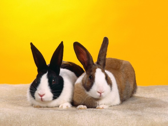 Free Send to Mobile Phone Rabbits Animals wallpaper num.19