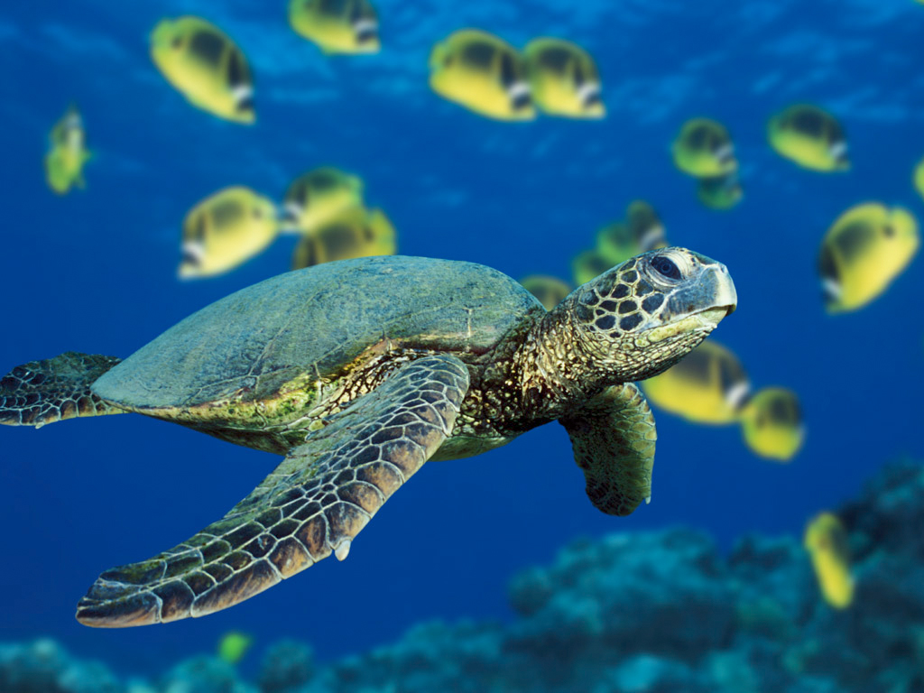Download Green Sea Turtle Reptiles wallpaper / 1024x768
