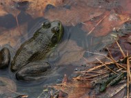 Download autumn frog / Reptiles