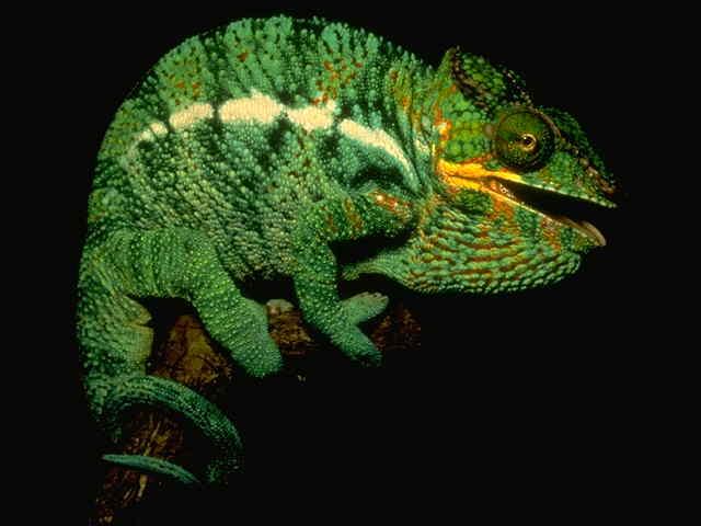 Download Reptiles / Animals wallpaper / 640x480