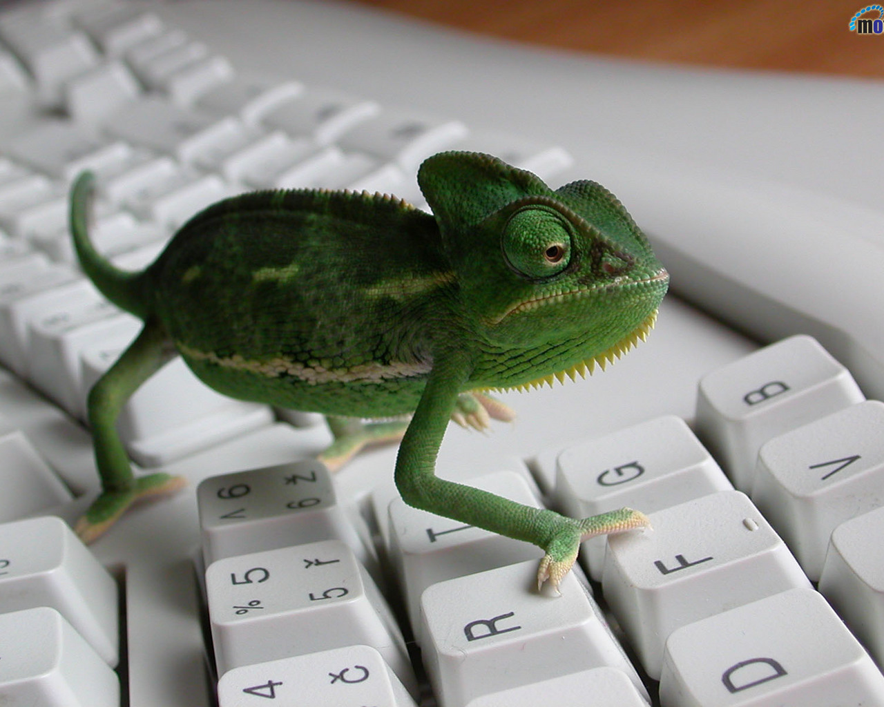 Download High quality On keyboard Reptiles wallpaper / 1280x1024