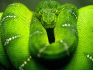 Download Reptiles / Animals