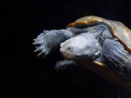 The Turtle / Reptiles