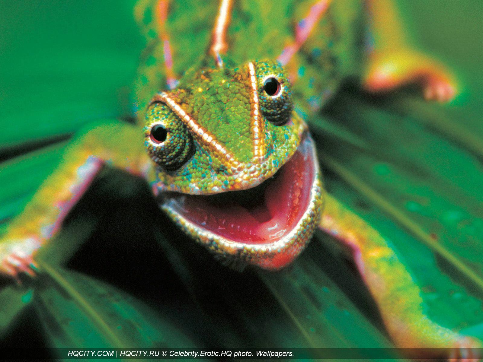 Download HQ Reptiles wallpaper / Animals / 1600x1200