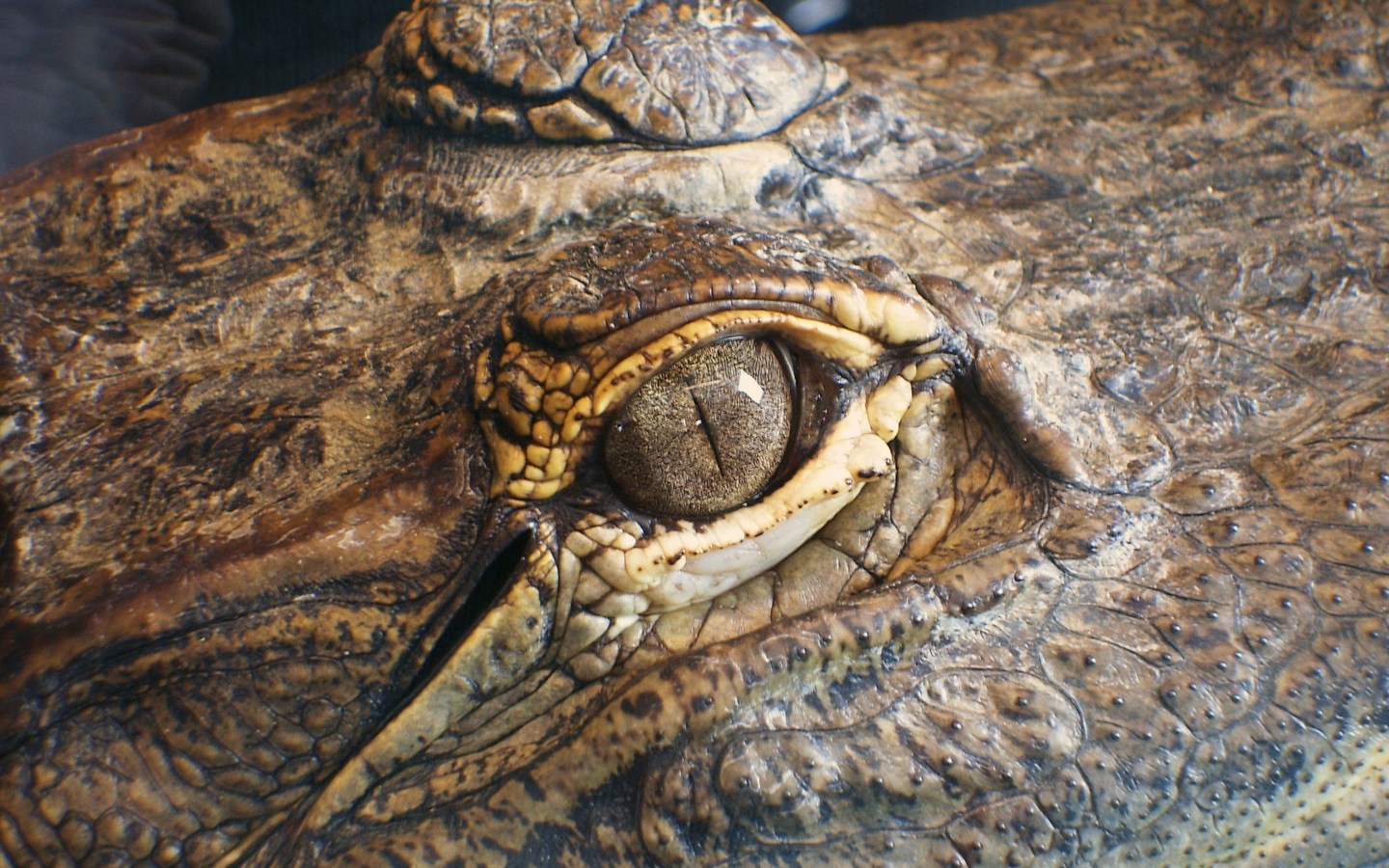 Download full size Reptiles Reptiles wallpaper / 1440x900