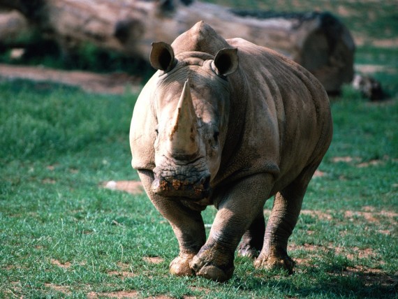 Free Send to Mobile Phone Rhinoceros Rhinos wallpaper num.5