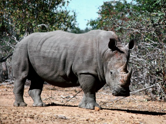 Free Send to Mobile Phone Rhinoceros Rhinos wallpaper num.4