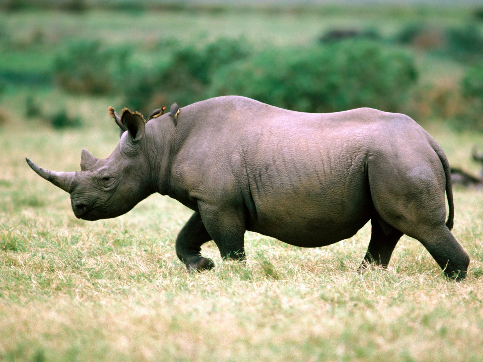 Download HQ Rhinoceros Rhinos wallpaper / 1600x1200