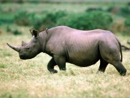 Rhinoceros / Rhinos