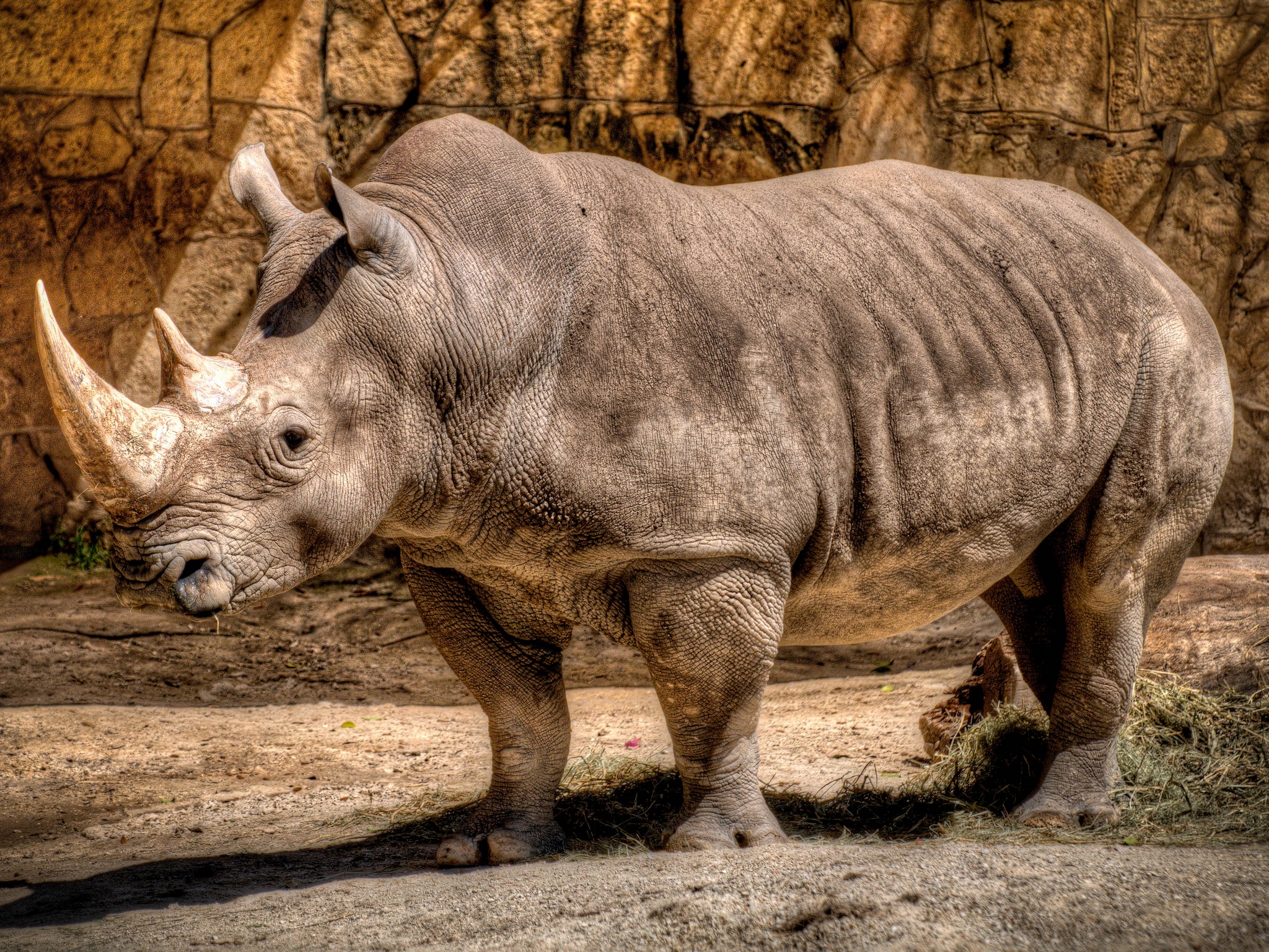 Download full size Rhinos wallpaper / Animals / 2048x1536