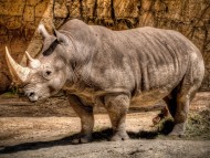 Rhinos / Animals