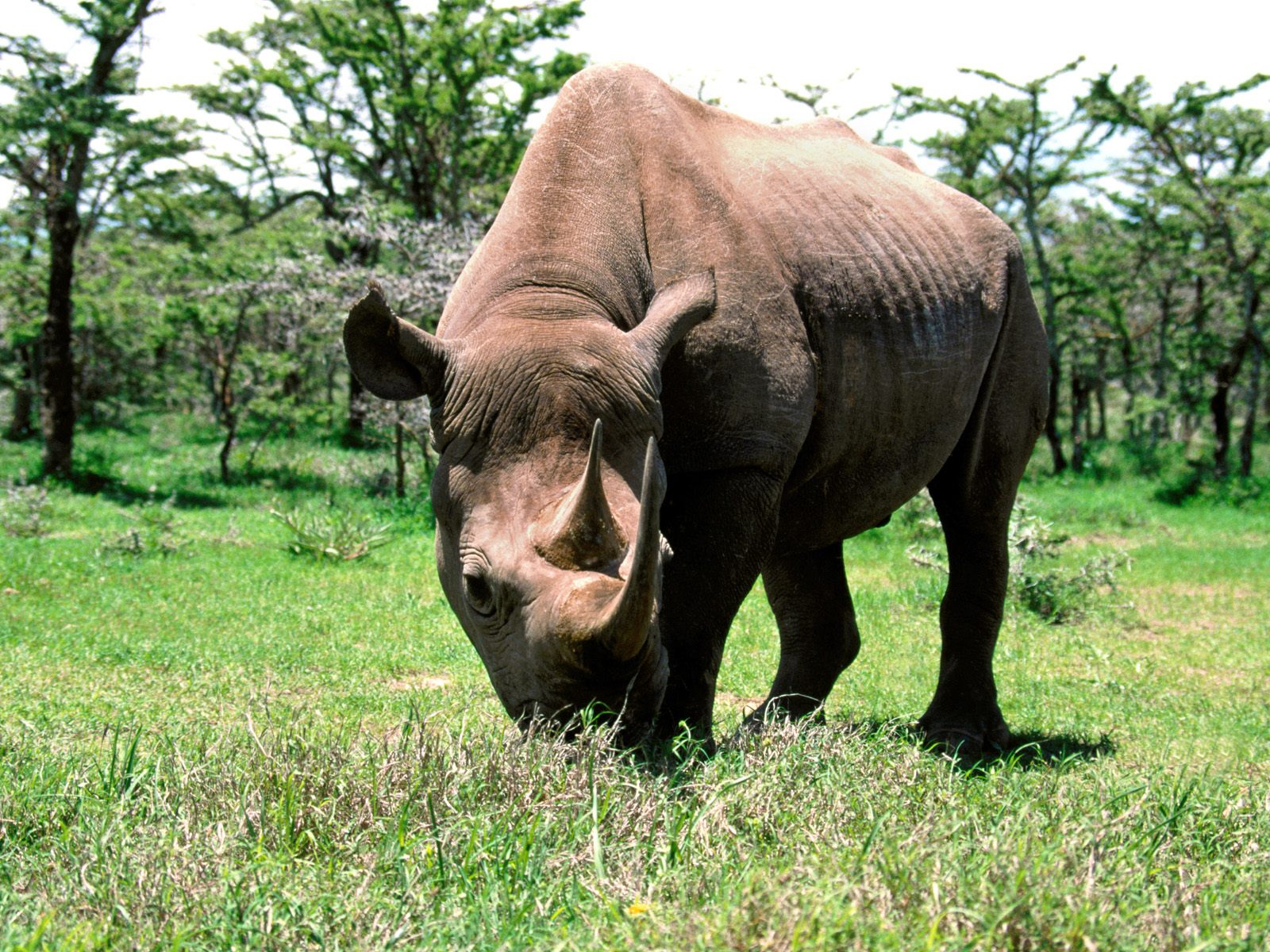 Download full size Rhinoceros Rhinos wallpaper / 1600x1200