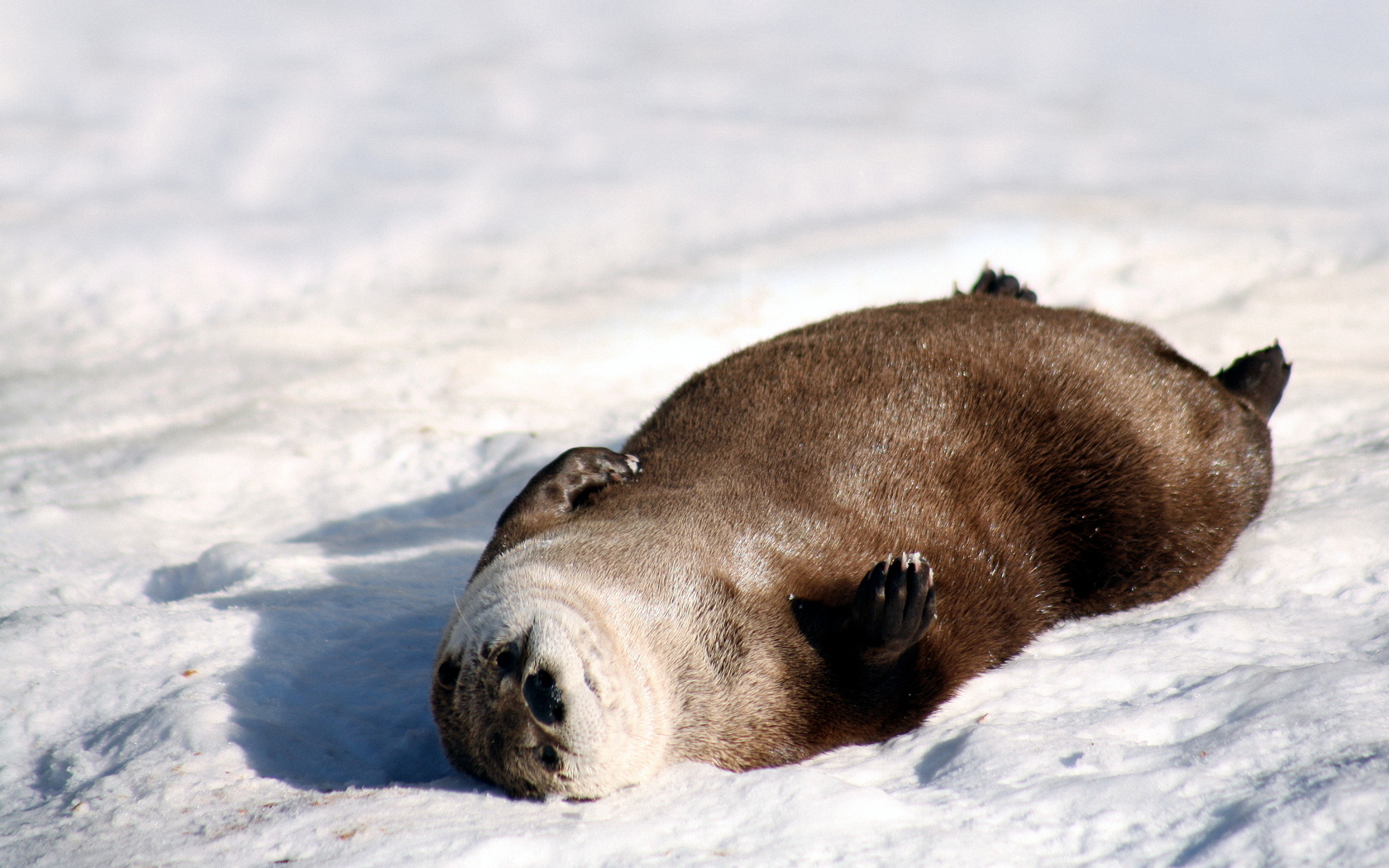 Download High quality Seal wallpaper / Animals / 1680x1050