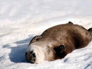 Seal / Animals