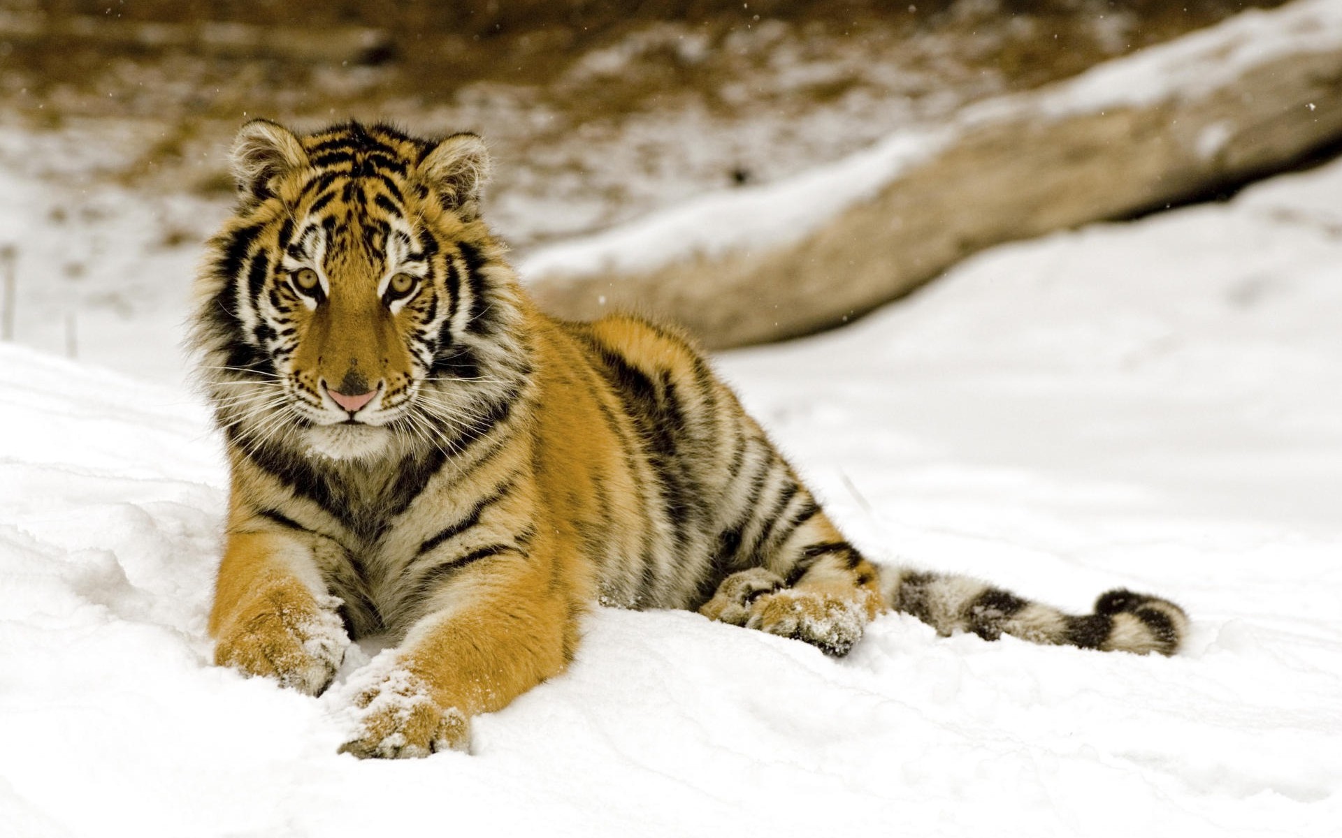 Download High quality snow Tigers wallpaper / 1920x1200