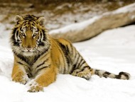 snow / Tigers