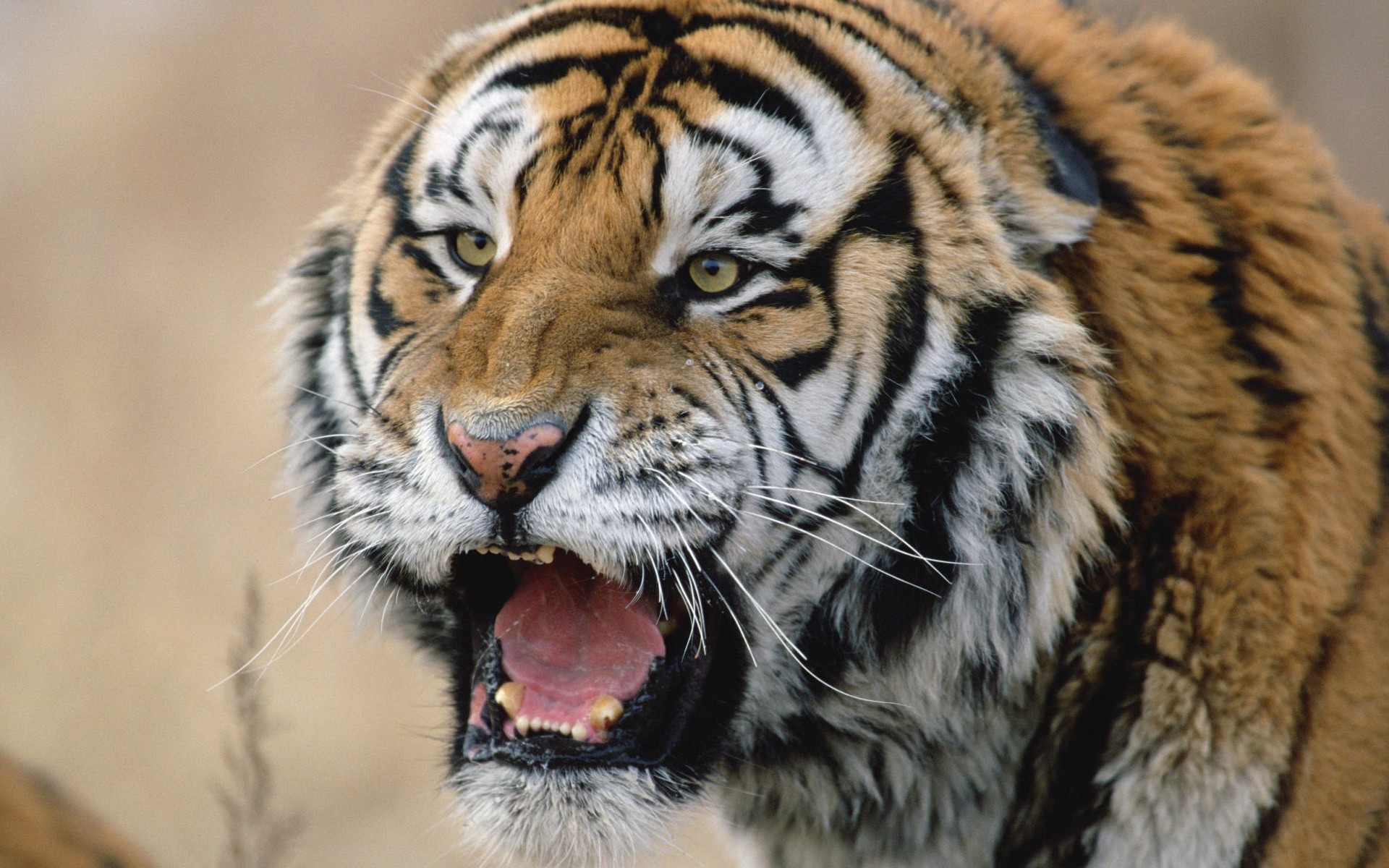 Download HQ roar Tigers wallpaper / 1920x1200