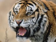 roar / Tigers
