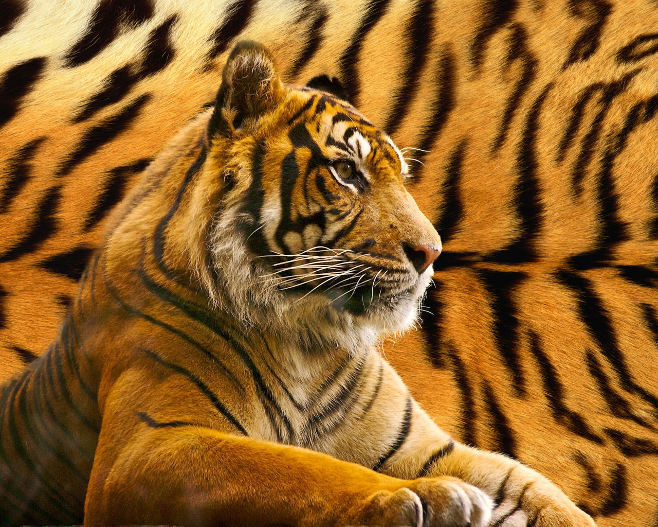 Download full size Tigers wallpaper / Animals / 1280x1024
