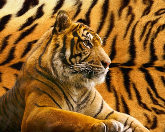 Free Send to Mobile Phone Tigers Animals wallpaper num.380