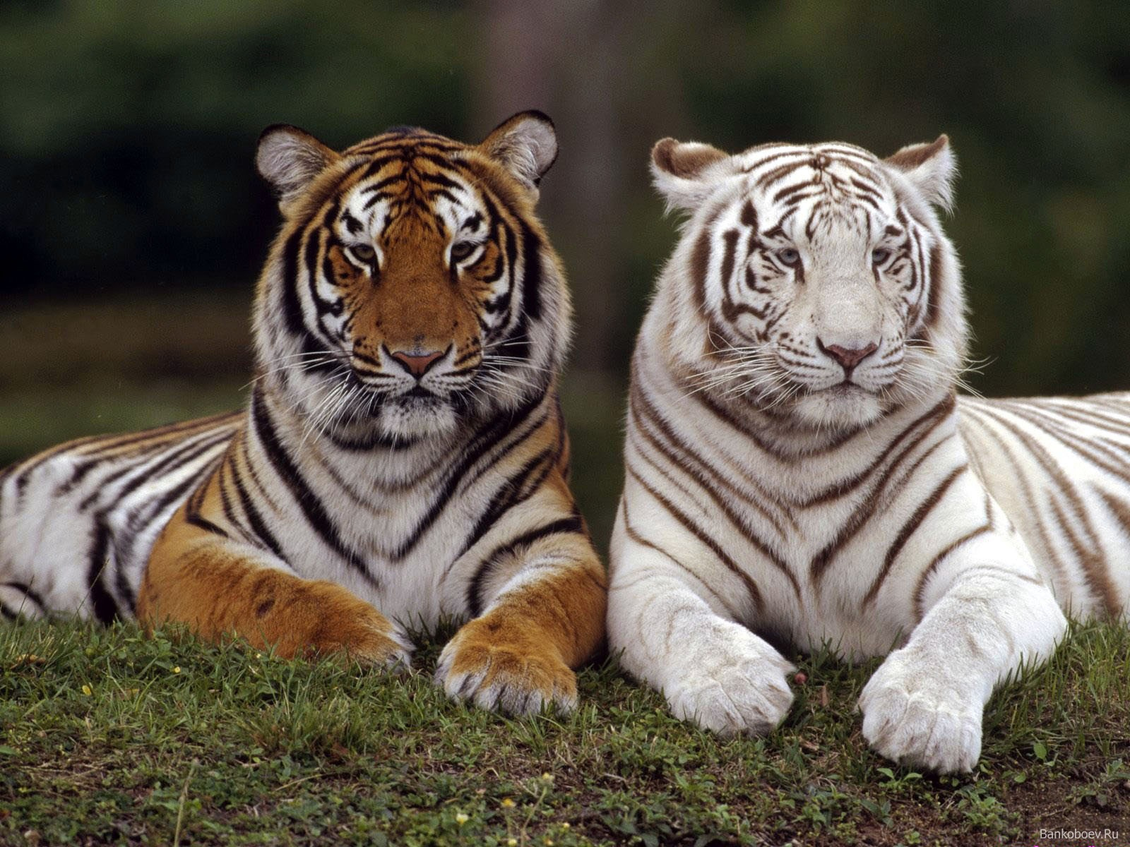 Download High quality twins Tigers wallpaper / 1600x1200