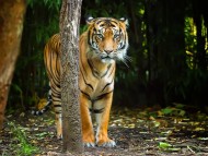 tiger / Tigers