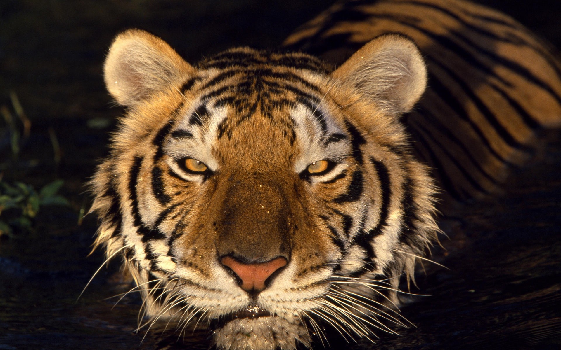 Download High quality muzzle Tigers wallpaper / 1920x1200