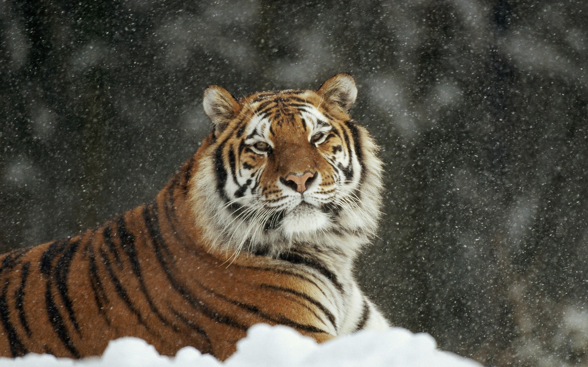 Download full size snow Tigers wallpaper / 1920x1200