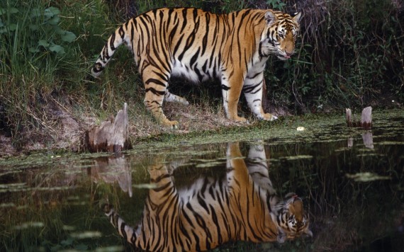 Free Send to Mobile Phone water Tigers wallpaper num.389