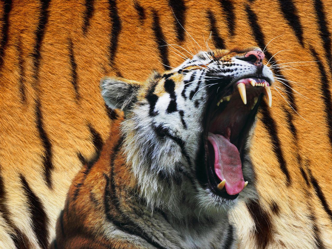 Download HQ Tigers wallpaper / Animals / 1280x960