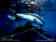 Sharks / Underwater