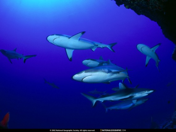 Free Send to Mobile Phone Sharks Underwater wallpaper num.204