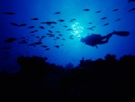 Download Underwater / Animals