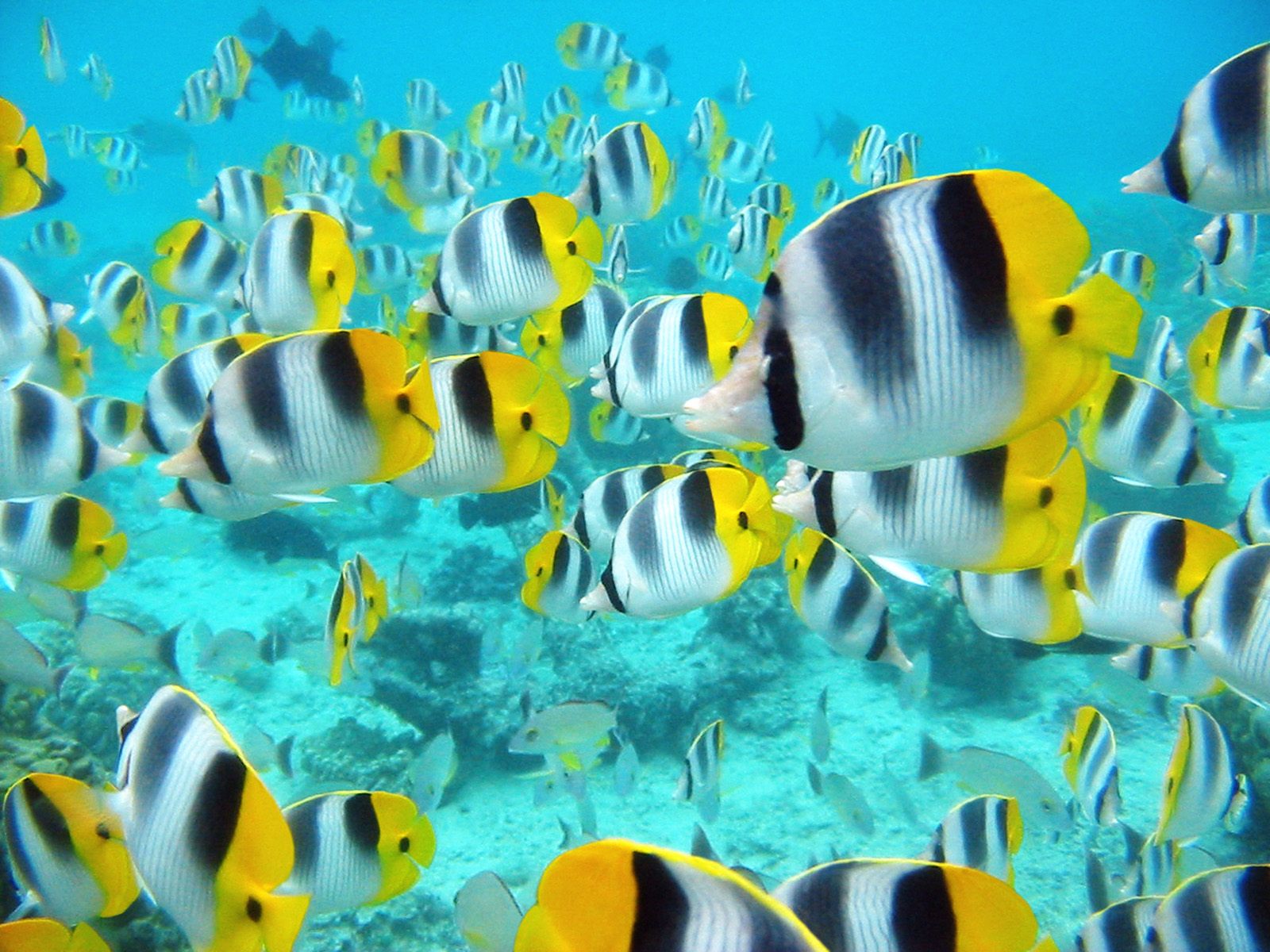 Download High quality Underwater wallpaper / Animals / 1600x1200