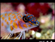 Underwater / Animals