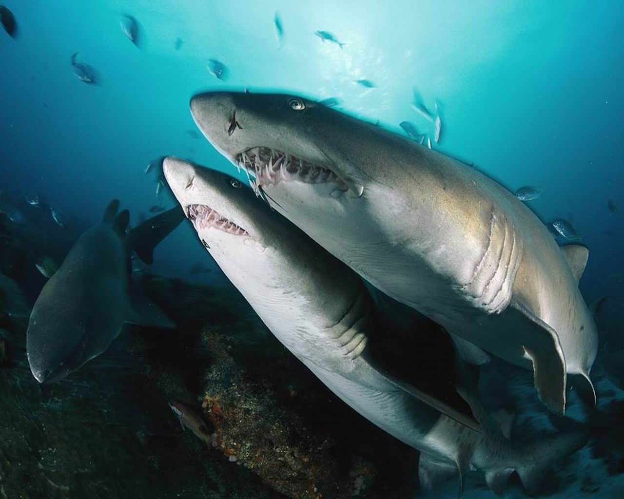 Download High quality Sharks Underwater wallpaper / 1280x1024
