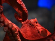 Octopus / Underwater